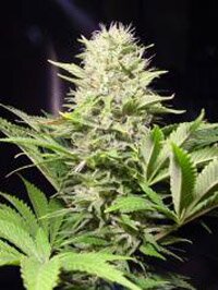 paradise seeds - Wappa - feminized