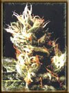 High Quality seeds White Widow