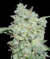 Legends collection Afghan Kush Special feminized