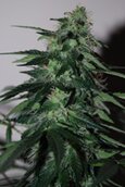 Afghani Milk fem-CH9 seeds