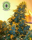 Automatic AK Feminised Seeds | Grass-O-Matic