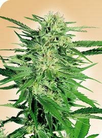 Nirvana Seeds - Big Bud