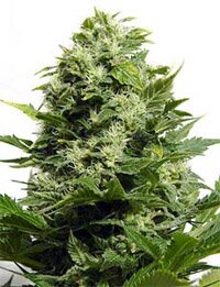 Big Buddha seeds - The Original Cheese - feminized