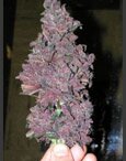 Nirvana Seeds - Blackberry - feminized