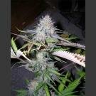 Nirvana Seeds - BlackJack - feminzed