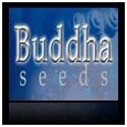 buddha seeds autoflowering