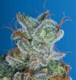 T.H.Seeds - Burmese Kush - feminised