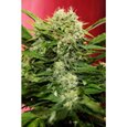 Chronic Ryder - Autoflowering - Feminised - Joint Doctor