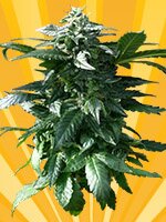 freedom of seeds - Diesel Devil - Auto - feminized