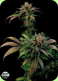 Dinafem Seeds Blue Widow feminized