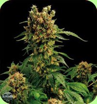 Dinafem - California Hash plant - feminized