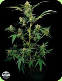 Dinafem Critical feminized