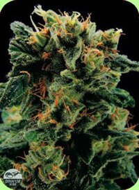 Dinafem Royale Haze feminized