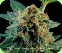 Dinafemseeds - White Widow - feminized