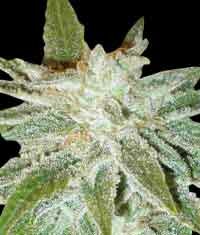 Legend Collection Domina star feminized