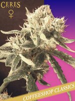 EASY RIDER - AUTO - FEMINISED - CERES SEEDS