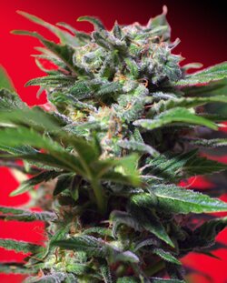 sweet seeds - Ganesh Spirit - feminized