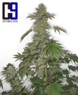 Green Bud fem-CH9 seeds