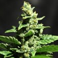 Green-o-Matic - auto -Feminized Green House Seeds