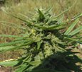 Herijuana Jack 33 fem-CH9 seeds