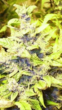 himalaya blue diesel - short stuff automatic - feminized