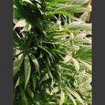 Nirvana Seeds - indoor mix - feminized