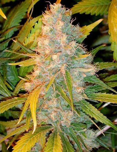 spice of life Legends Ultimate Indica