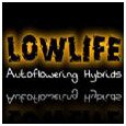 Lowelife autoflowering