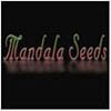 Mandala Seeds