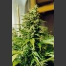 Nirvana seeds - master kush - feminized