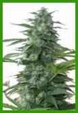 Melon Collieherb-Dutchbreed