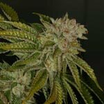 T.H.seeds - mk-ultra - feminised