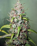 Next Generation Seeds - Island Sweet Skunk-Feminized