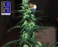 NL5 Haze Jack 33 fem-CH9 seeds