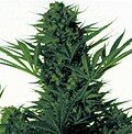 Nirvana Seeds - Northern Light - feminzed