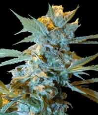 Legend Collection-New York Special feminized