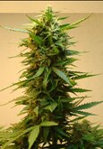 ONYX automatic - short stuff - feminized