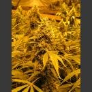 Nirvana seeds - Papaya - feminized