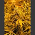 Nirvana seeds - Papaya - feminized