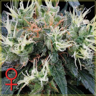 Green House Seeds NL5 Haze Mist - Feminized