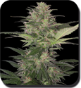 Buddha seeds - Red Dwarf - Auto - feminised