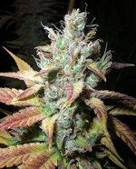 Next Generation Seeds Romulan diesel feminized