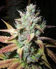 Next Generation Seeds Romulan diesel feminized