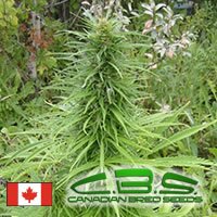 Canadian Bred Seeds Early Sativa - Regular