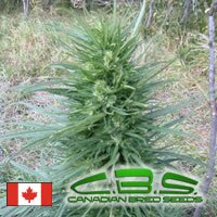 Canadian Bred Seeds Fast Girl - Indica