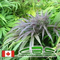 Canadian Bred Seeds Fast Poison - Sativa