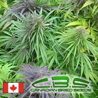 Canadian Bred Seeds Madame Poison outdoor