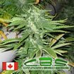 Canadian Bred Seeds Bunker Bud