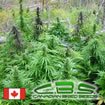 Canadian Bred Seeds Poison Mighty Mite outdoor