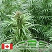 Canadian Bred Seeds Pure Mighty Mite outdoor